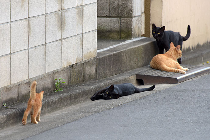 街のねこたち