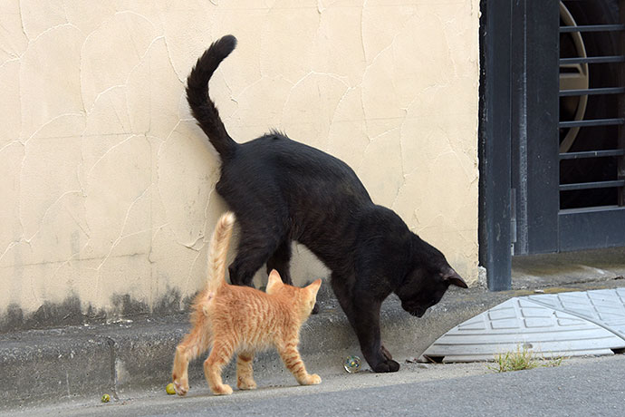 街のねこたち