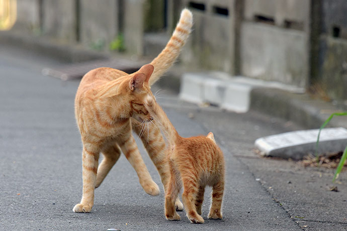 街のねこたち