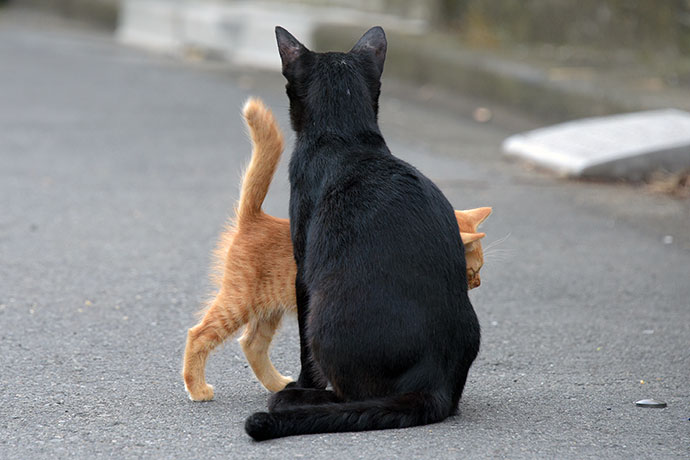 街のねこたち