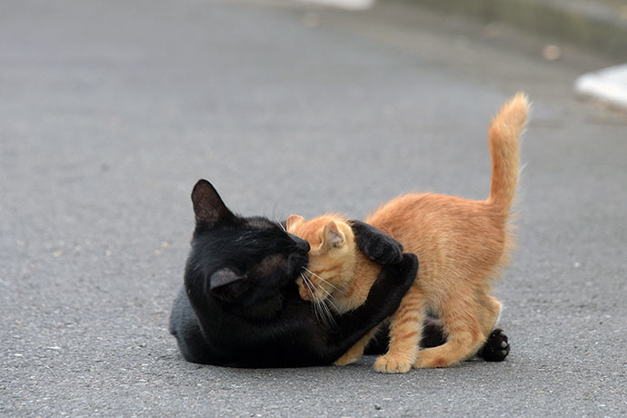 街のねこたち