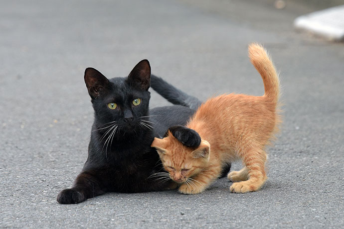 街のねこたち
