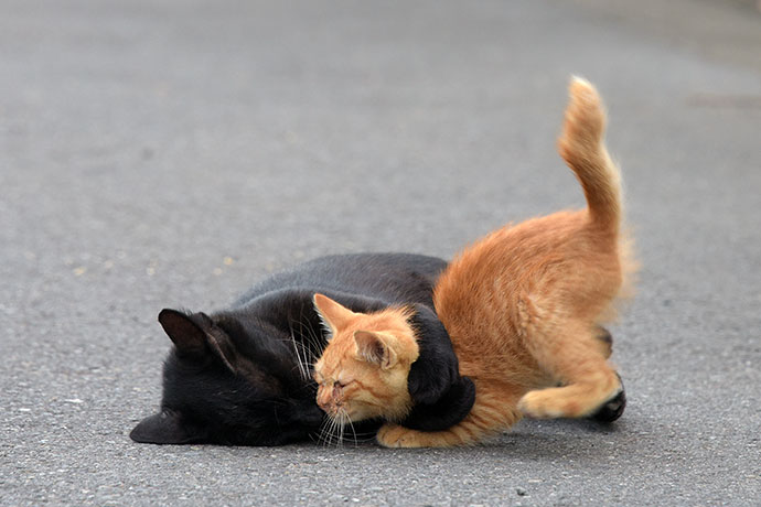 街のねこたち