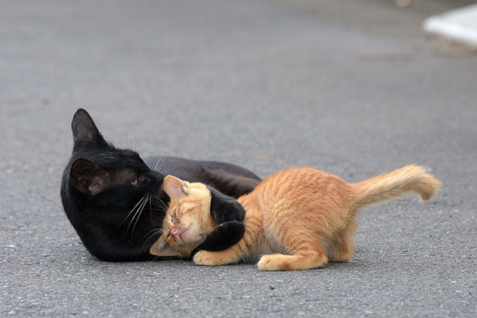 街のねこたち
