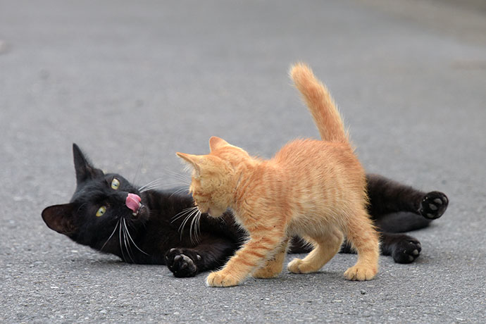 街のねこたち