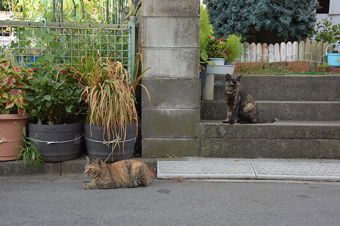 街のねこたち