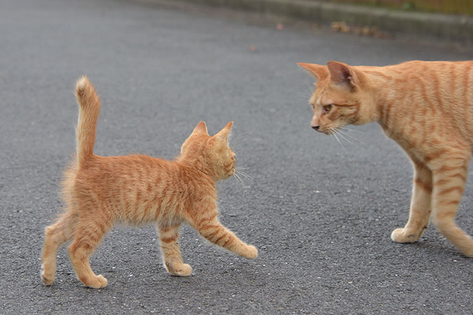 街のねこたち