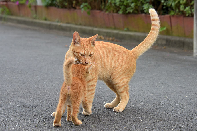 街のねこたち