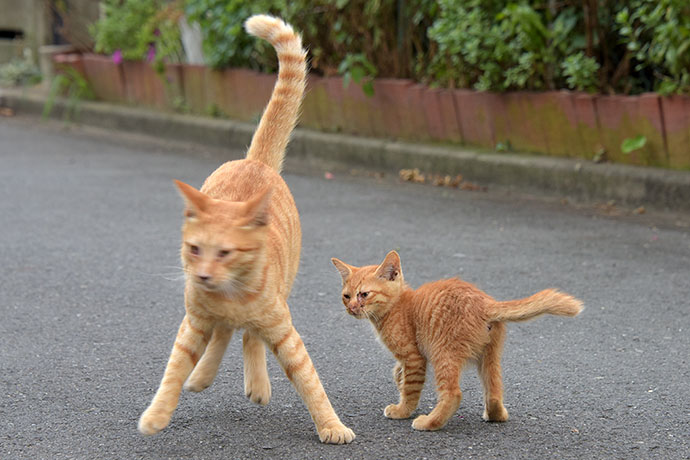 街のねこたち