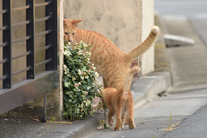 街のねこたち