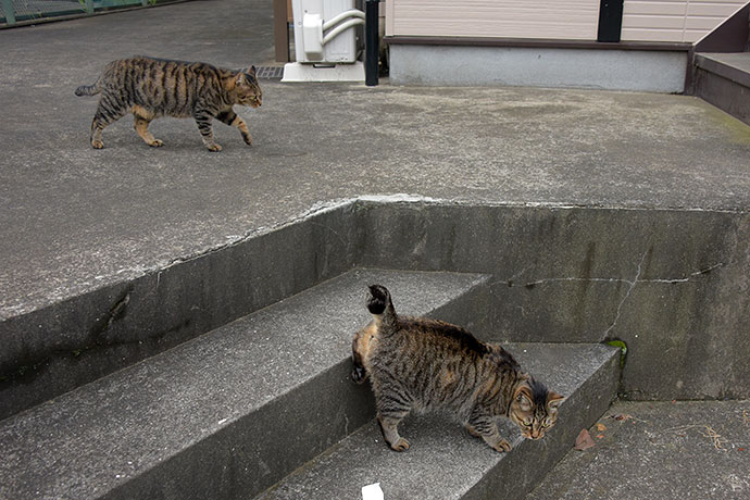 街のねこたち