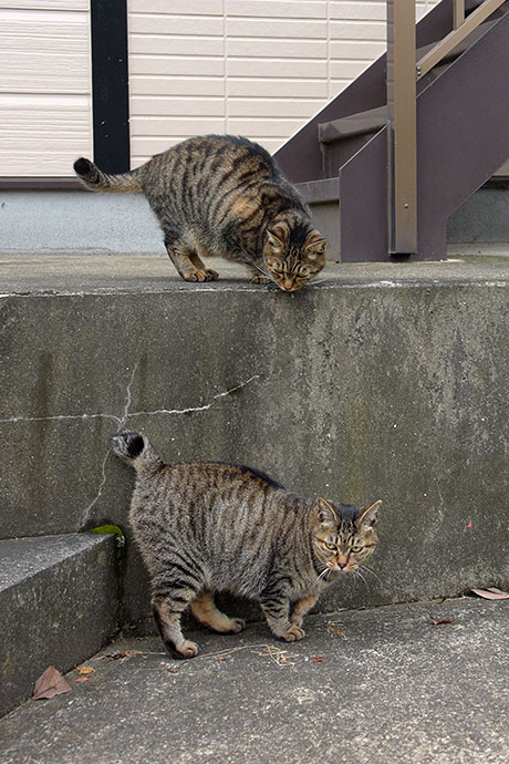 街のねこたち
