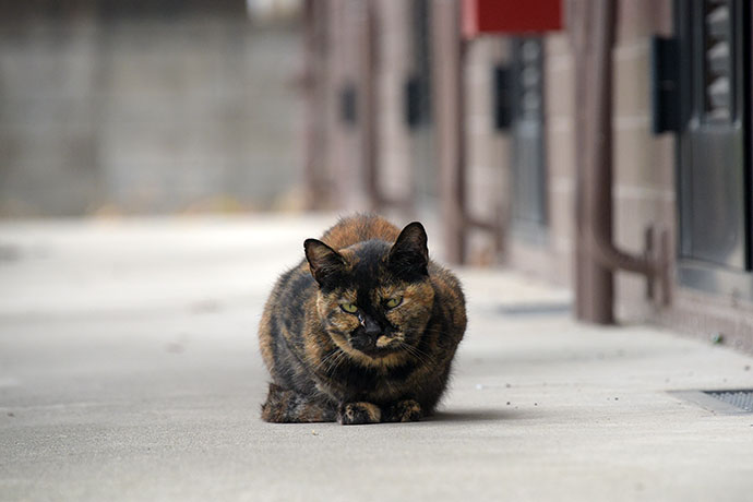 街のねこたち