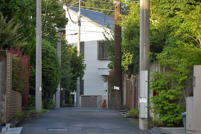 街のねこたち
