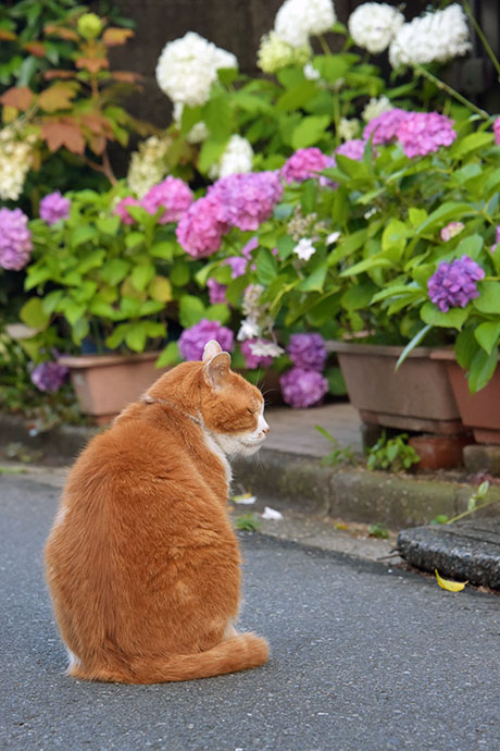 街のねこたち