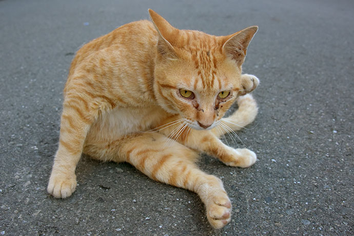 街のねこたち