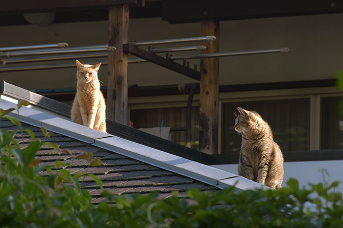 街のねこたち