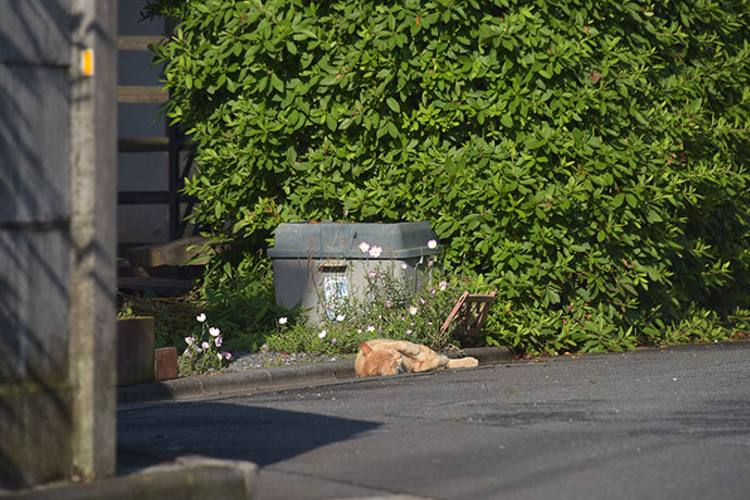 街のねこたち