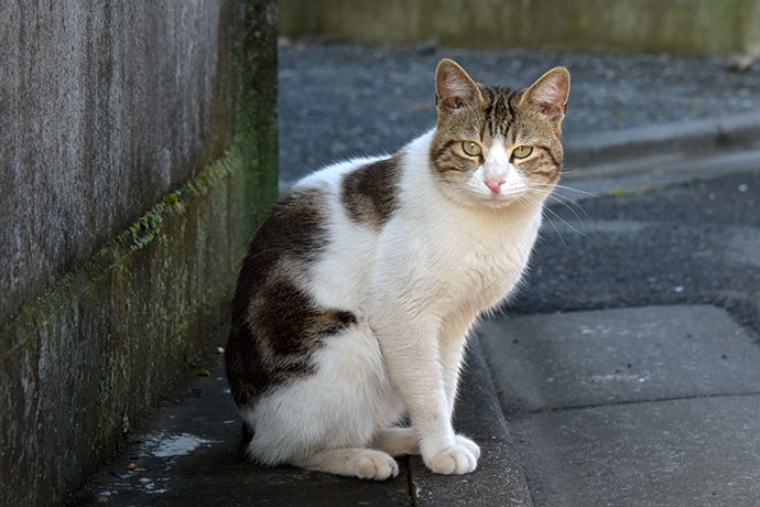 街のねこたち