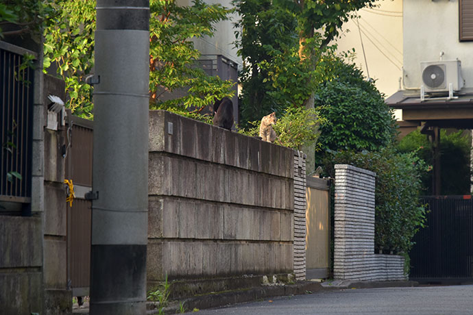 街のねこたち