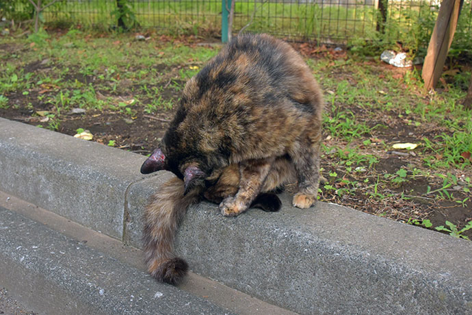 街のねこたち