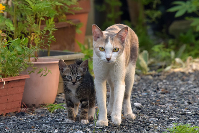 街のねこたち