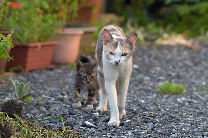 街のねこたち