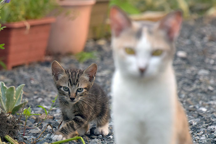 街のねこたち