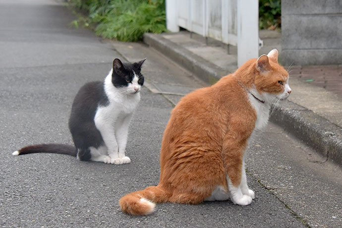 街のねこたち