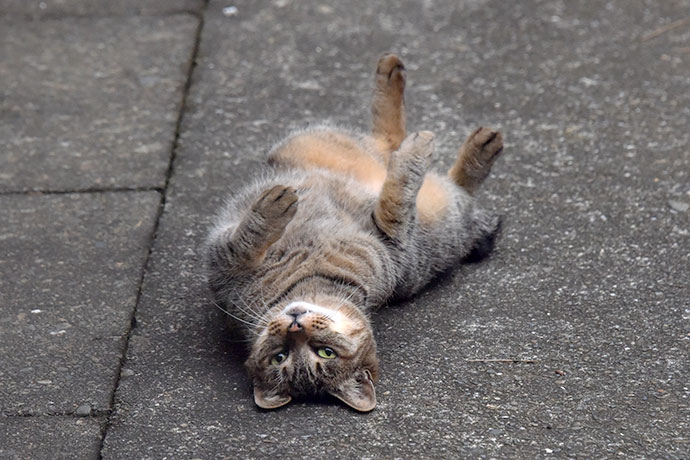 街のねこたち