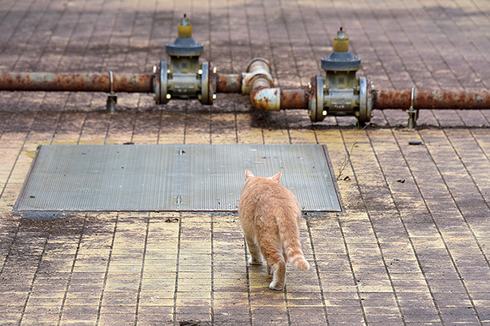 街のねこたち
