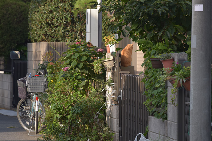 街のねこたち