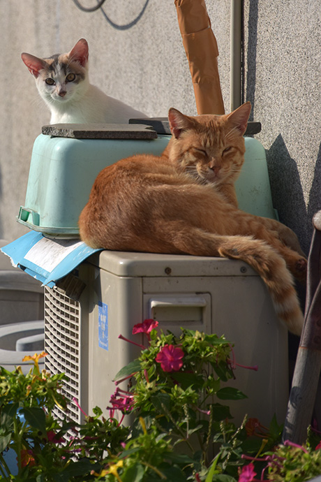 街のねこたち