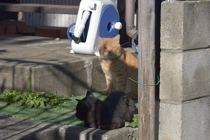 街のねこたち