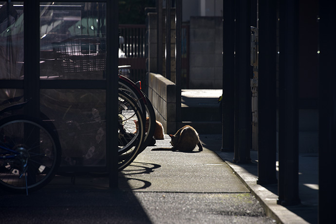 街のねこたち