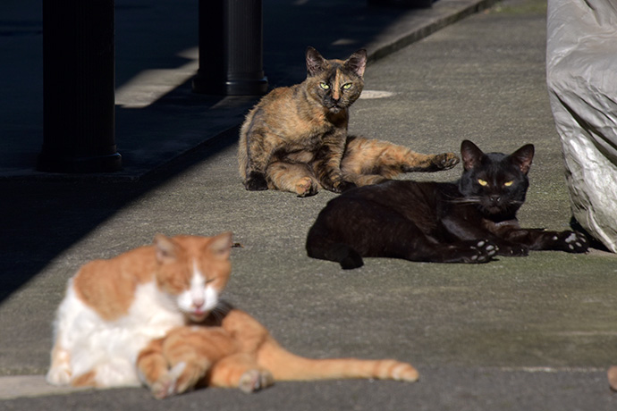 街のねこたち