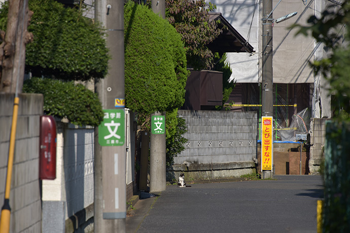 街のねこたち