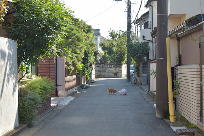街のねこたち