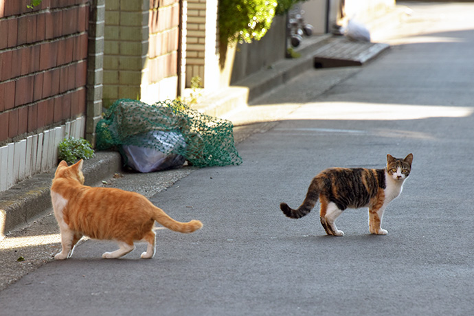 街のねこたち