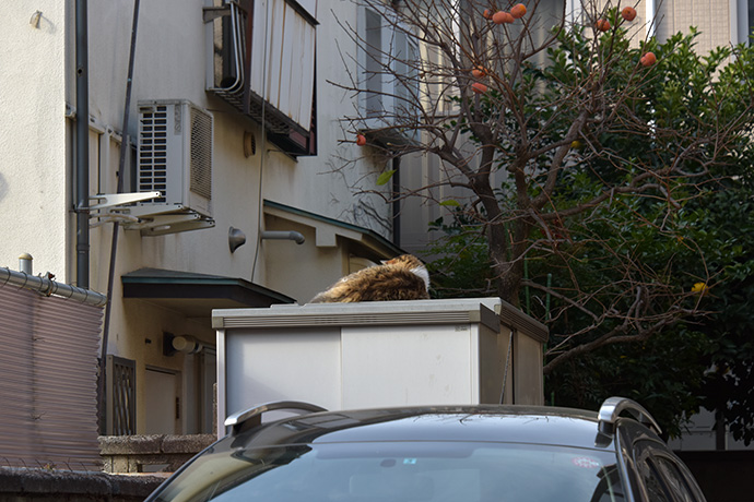 街のねこたち