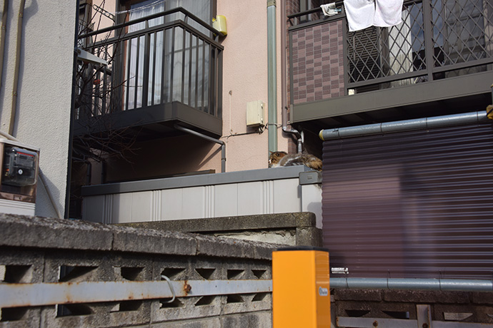 街のねこたち