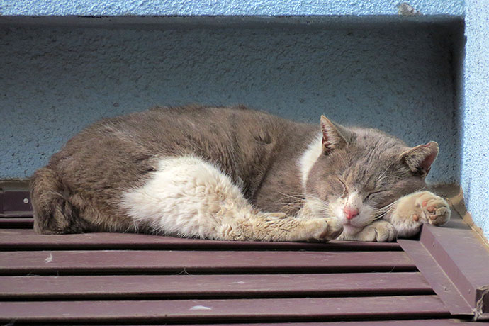 街のねこたち