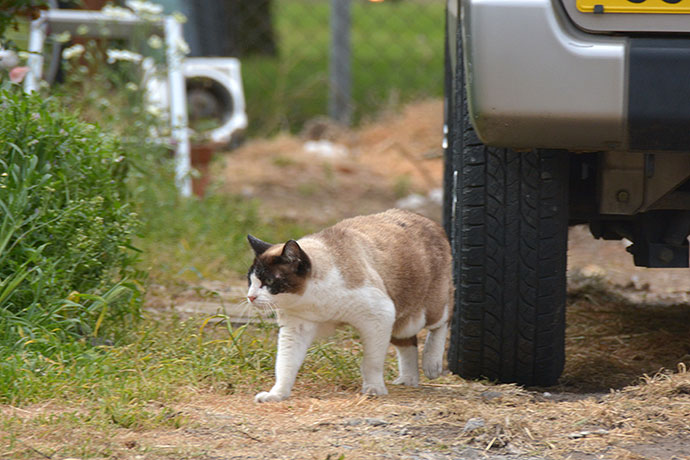 街のねこたち