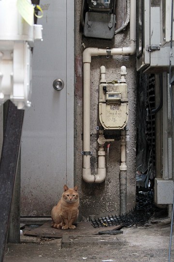 街のねこたち