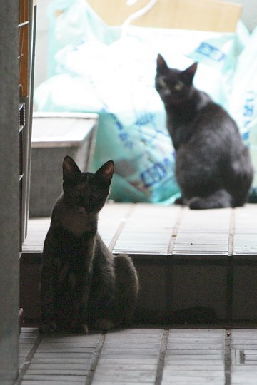街のねこたち