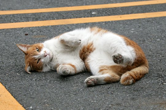 街のねこたち