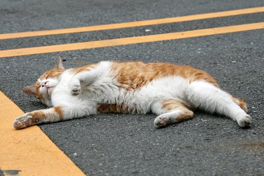 街のねこたち