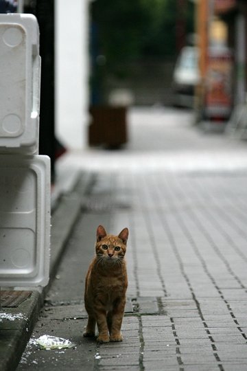 街のねこたち
