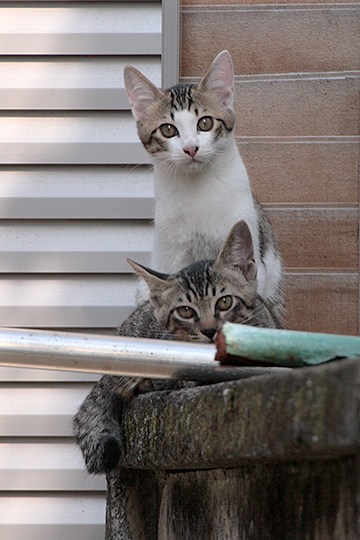 街のねこたち