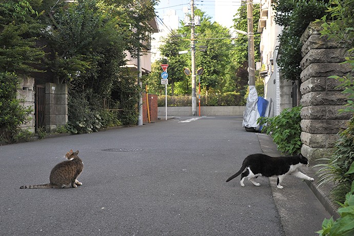 街のねこたち